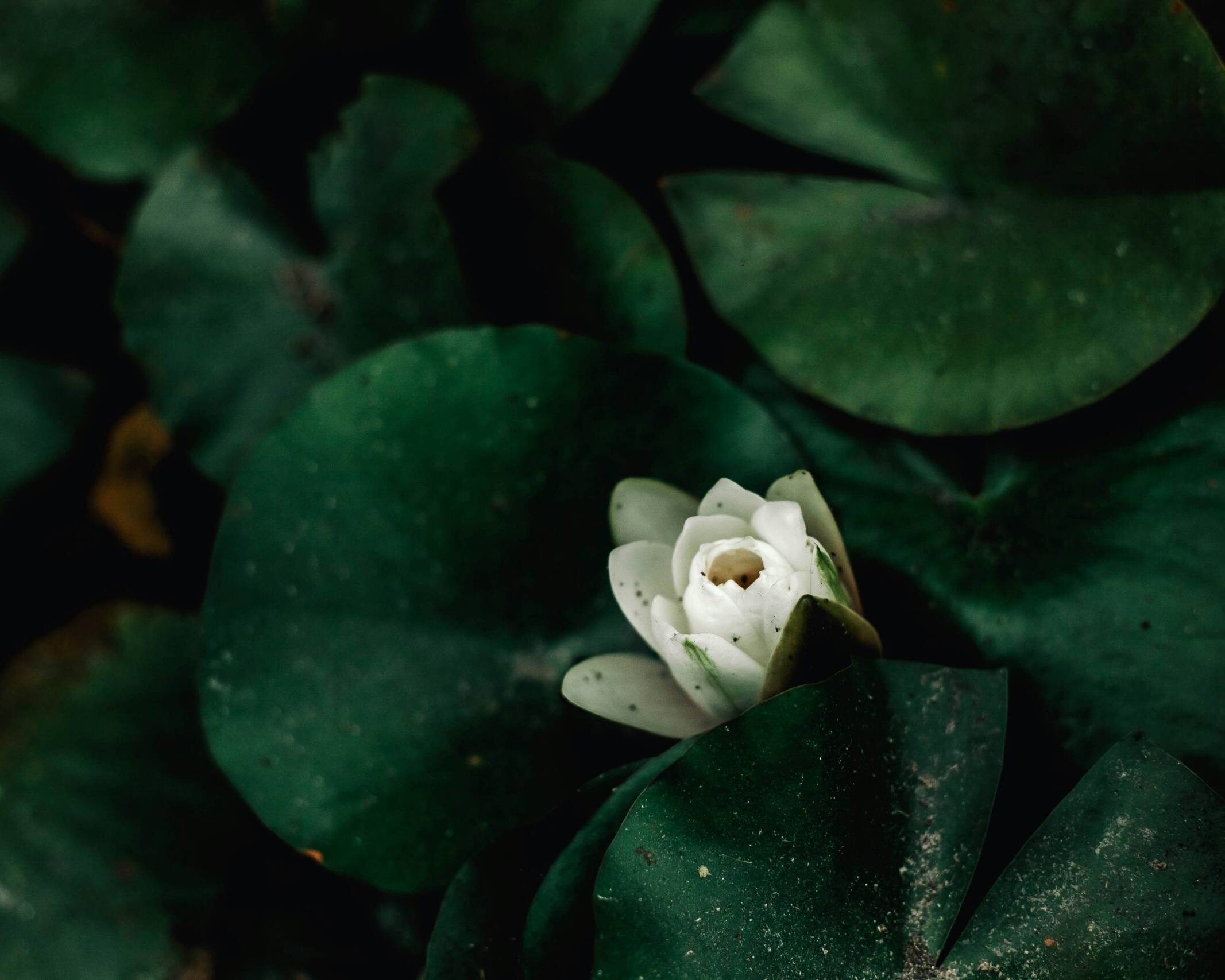 a light flower bud emerges from a dark foliage