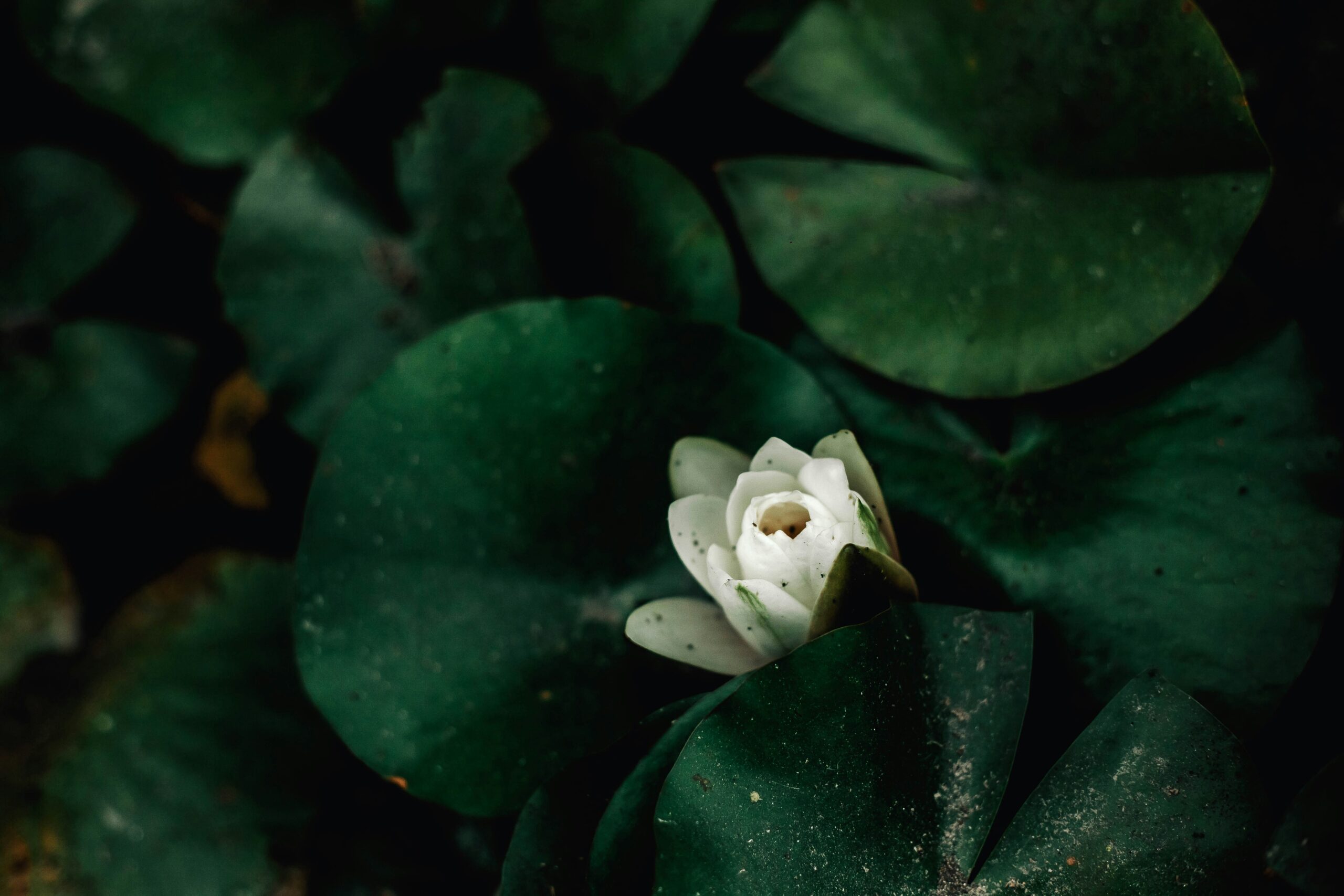 a light flower bud emerges from a dark foliage